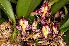 Bulbophyllum macranthum