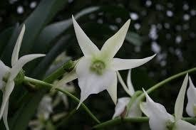 Angraecum veitchii