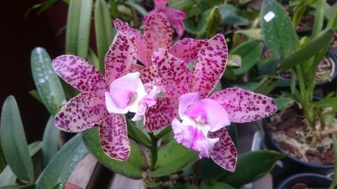 Blc Marie haga