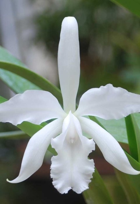 Cattleya Julio Conceição