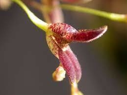 Pleurothallis fusca " Pabstiella hypnicola"