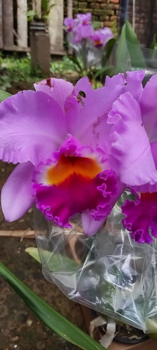 Cattleya híbrida sem id -Adulta - comprar online