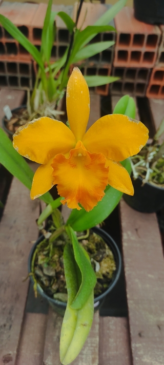 Blc Nobiles