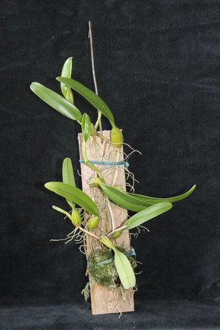 Bulbophyllum odoratíssimum (na Madeira ) na internet
