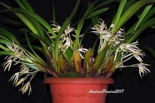 Maxillaria ochroleuca