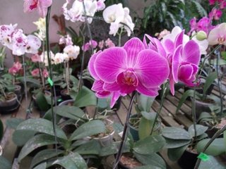 Phalaenopsis diversas