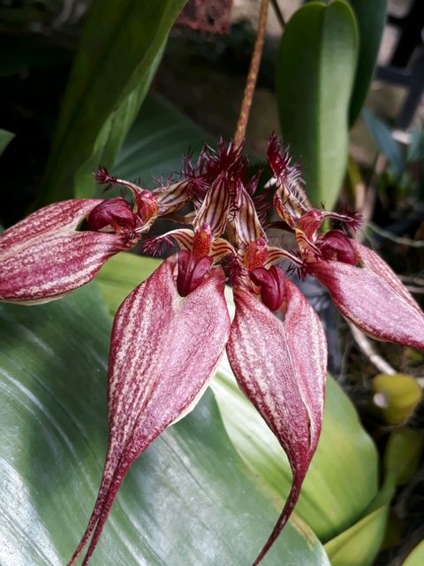 Bulbophyllum rothschildianum