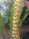 Dendrochilum longifolium na internet