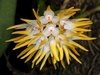 Bulbophyllum odoratíssimum (na Madeira ) - comprar online