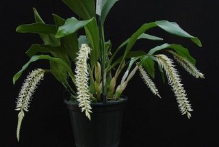 Dendrochilum glumaceum