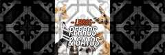 Banner de la categoría GATOS