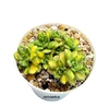 Aichryson tortuosum variegado mac10 en internet