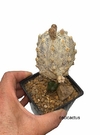 Astrophytum myriostigma super white snow injertado (cod A205)