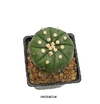 Astrophytum asterias ooibo nudum injertado (cod J-38)