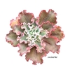 Echeveria 'Curls' GRANDES mac15