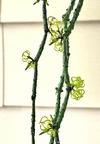 Cynanchum marnerianum mac9