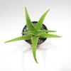 Aloe xdoroteae mac12