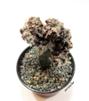 Copiapoa tenuissima crestada injertada (elegir tamaños)