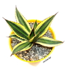 Agave lophantha quadricolor mac9