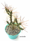 Cylindropuntia ramosissima mac15