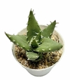 Aloe x erinacea mac9