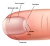 Imagen de ALICATE CORTA CUTICULA MARCA MUNDIAL MODELO 522 CLASIC (10 cm)