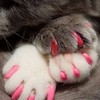 ALICATE PARA UÑAS CHICO EN PERROS Y GATOS - TODOPELUQUERIAS