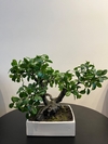 Arranjo Bonsai permanente 30cm