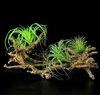 TILLANDSIA NO TRONCO 26cm