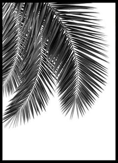 (159) HOJA DE PALMERA