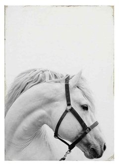 (262) CABALLO BLANCO 2 - comprar online