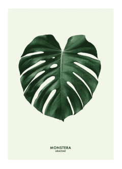 (132) MONSTERA DIBUJO - EMOTY Wall Deco