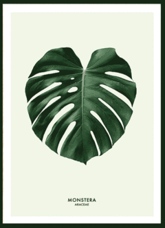 (132) MONSTERA DIBUJO - comprar online