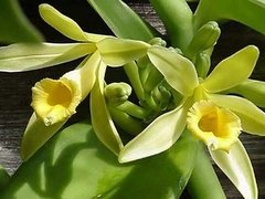 Aceite Esencial De Orquideas 15 Ml - comprar online