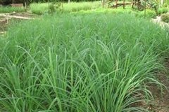 Aceite Esencial Puro De Lemongrass Envase De 15 Ml 100% Puro - Saiku Natural 