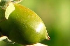 Aceite De Jojoba Puro x 1lt - comprar online