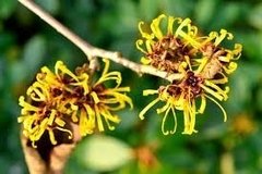 Agua De Hamamelis 100 Cc Tonificante Facial en internet