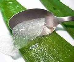 Imagen de Gel De Aloe Vera Puro 100% 1k