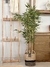 Planta de Bambu - comprar online