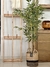 Planta de Bambu en internet