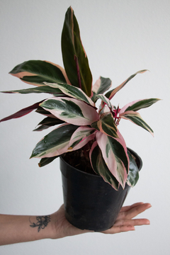 CALATHEA STROMANTHE - comprar online