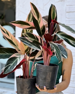 CALATHEA STROMANTHE