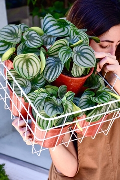 PEPEROMIA WATERMELON - comprar online