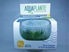 Eleocharis Mínima Aquaplante na internet