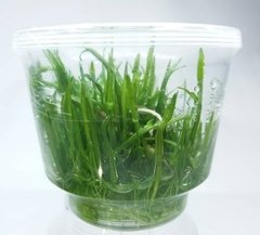 Lilaeopsis Novae-Zelandiae Aquaplante - comprar online