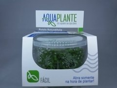 Aquaplante Rotala Rotundifolia na internet