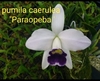 Hadrolaelia pumila ( coerulia George suzuki x coerulia Paraopeba ) tamanho 4 no toquinho