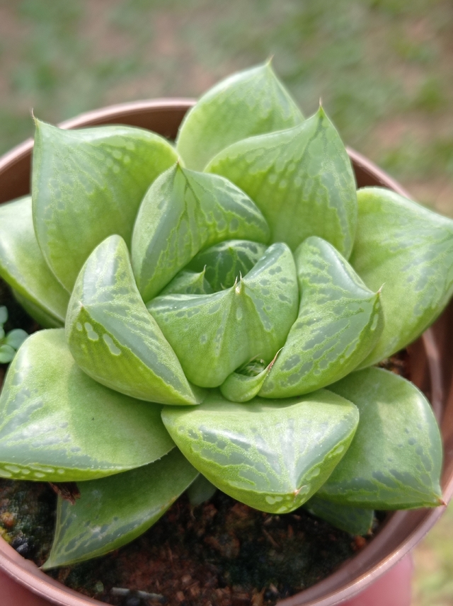 haworthia-cuspidata