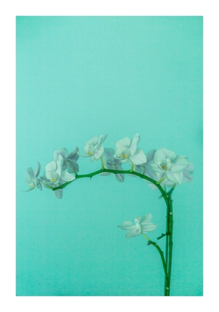 Lara Ginhson. Orquidea I, 80 x 55 cm
