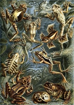 Láminas- Ilustraciones Científicas de Ernst Haeckel x 28 Unidades - comprar online